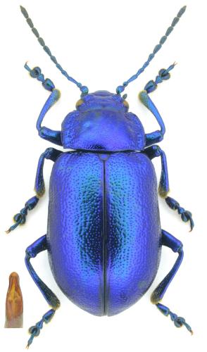 Oreina elongata
